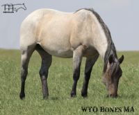 WYO Bones MA